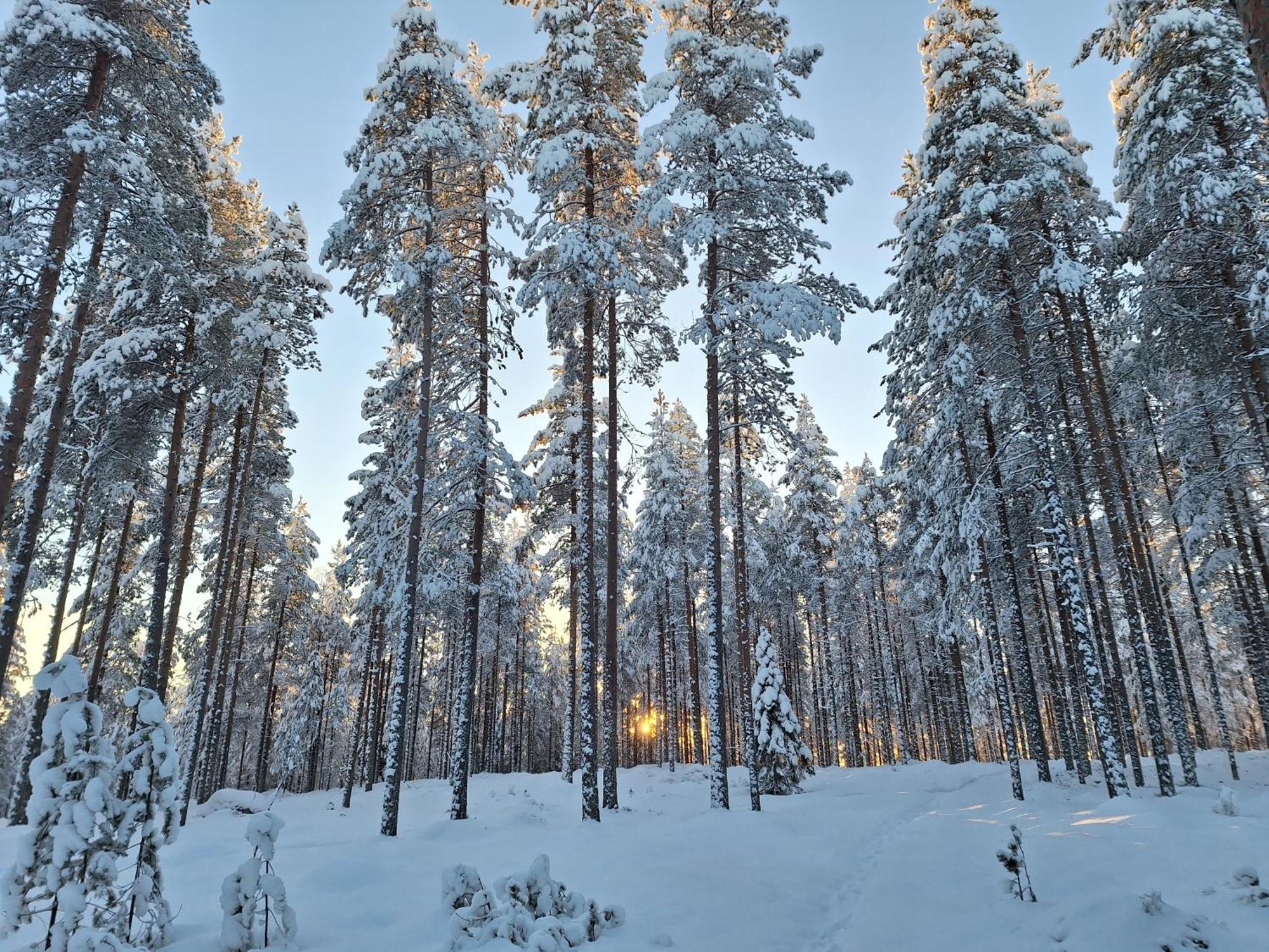 Villa Aleksi With Sauna Rovaniemi Kültér fotó